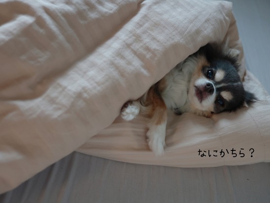 毎日、楽しい子。あたしも、こういう人になりたい。