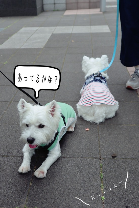 21-06-17-19-56-28-999_deco