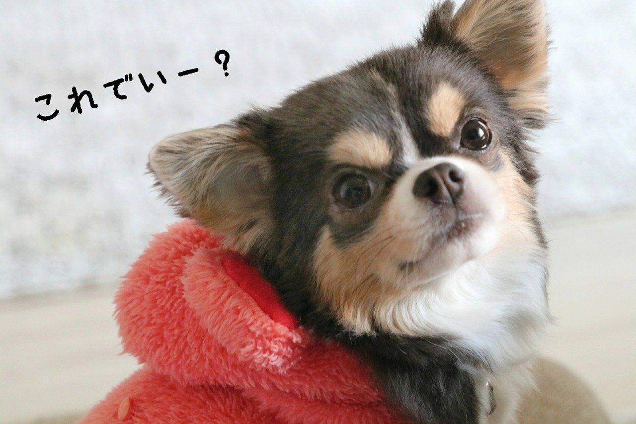チワワ トリミング後 たかシェフのおうちごはん と 白い犬 と チワワ Powered By ライブドアブログ
