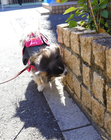 散歩で感じるもうすぐ１１歳ワンコの変化