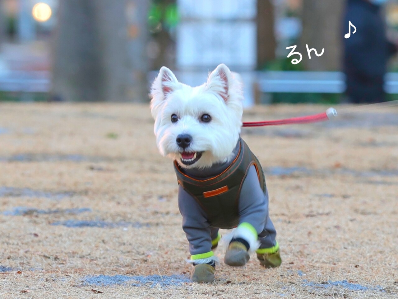 暴走する姉 ちびチワワに とうとう 物申した弟 大きい白犬 たかシェフのおうちごはん と 白い犬 と チワワ Powered By ライブドアブログ