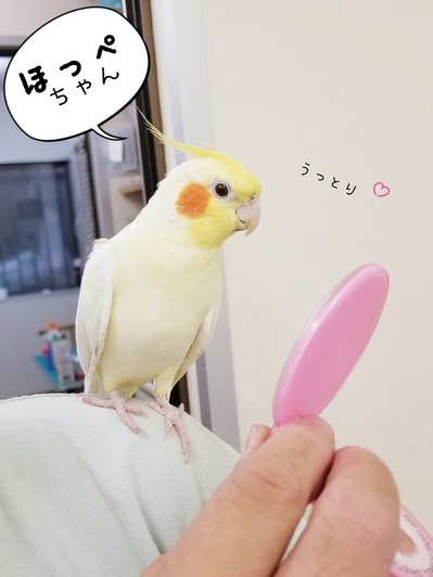 オカメインコ