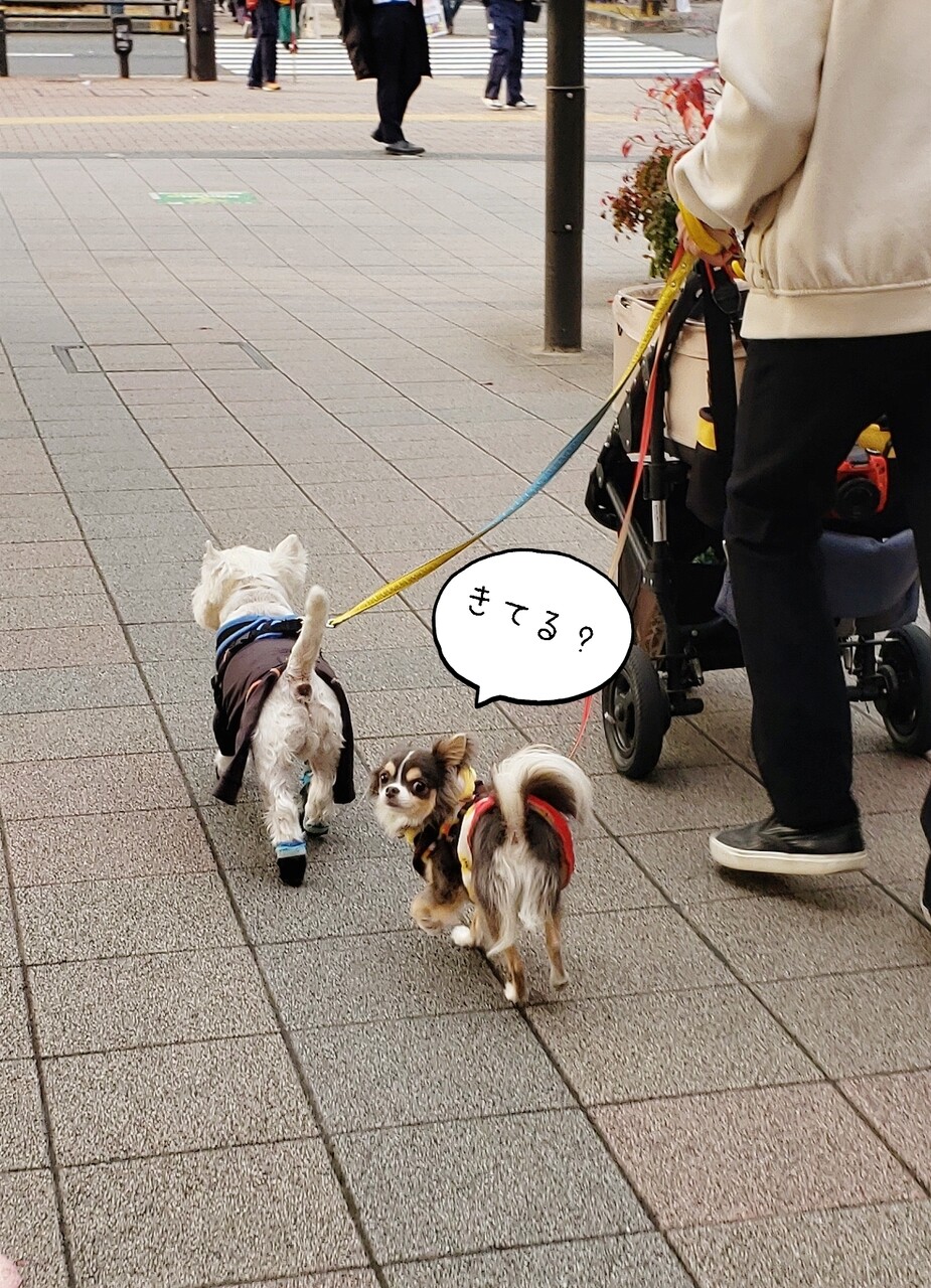 犬 散歩中の写真が撮れない理由 たかシェフのおうちごはん と 白い犬 と チワワ Powered By ライブドアブログ 犬 散歩中の写真が撮れない理由 たかシェフのおうちごはん と 白い犬 と チワワ Powered By ライブドアブログ