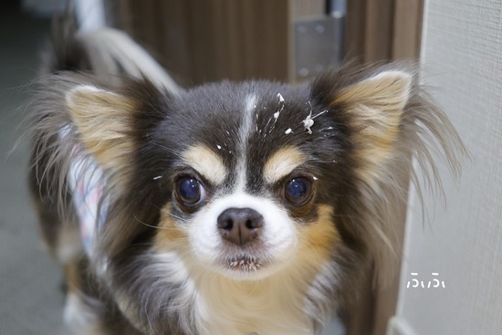 25-12-17-19-03-38-636_deco