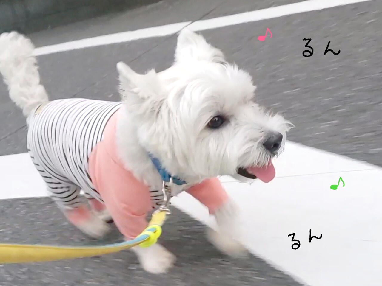 いい１日 たかシェフのおうちごはん と 白い犬 と チワワ Powered By ライブドアブログ