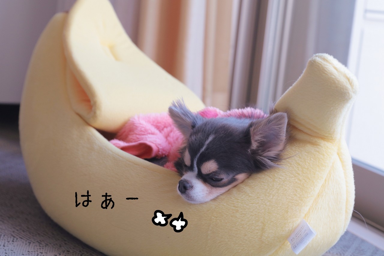 チワワ 別に なエリカ様降臨 たかシェフのおうちごはん と 白い犬 と チワワ Powered By ライブドアブログ