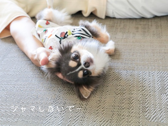 【チワワ】前向きチワワ。やってくれないなら、やってもらうわ～の巻