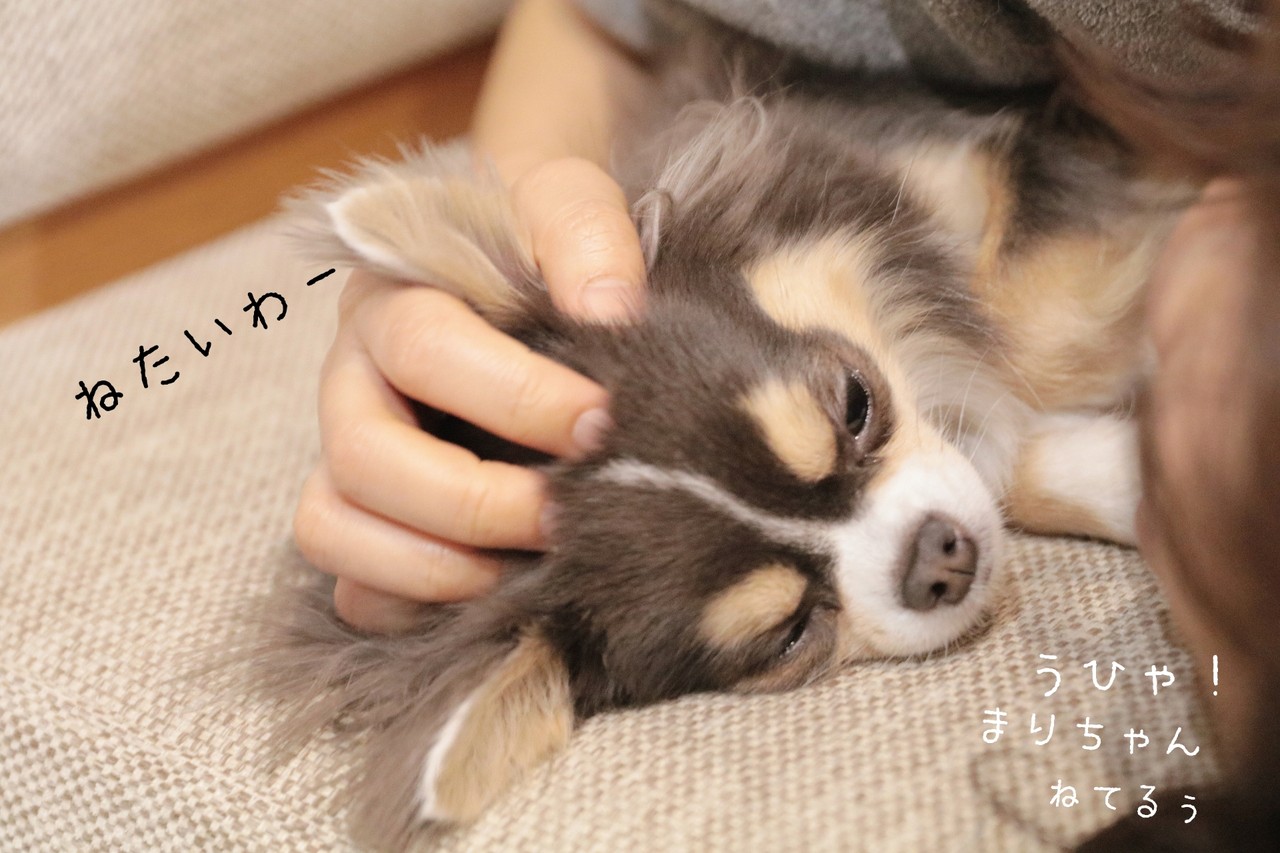 チワワ 飼い主 が寝ているチワワを撫でてみた時の反応の違い たかシェフのおうちごはん と 白い犬 と チワワ Powered By ライブドアブログ チワワ 飼い主 が寝ているチワワを撫でてみた時の反応の違い たかシェフのおうちごはん と 白い犬 と チワワ Powered By ライブドアブログ