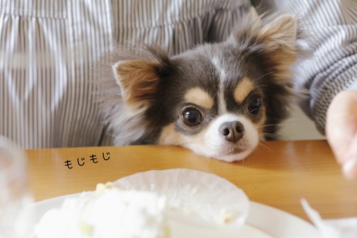 【チワワ＆ウエスティ】ばぁばがやってきた！