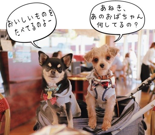 【ウエスティ】犬部　ランチ。と、ご質問のお返事。使ってるカメラ