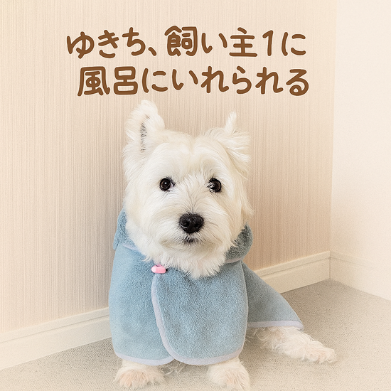 ゆきち、飼い主１にお風呂に入れられるの巻