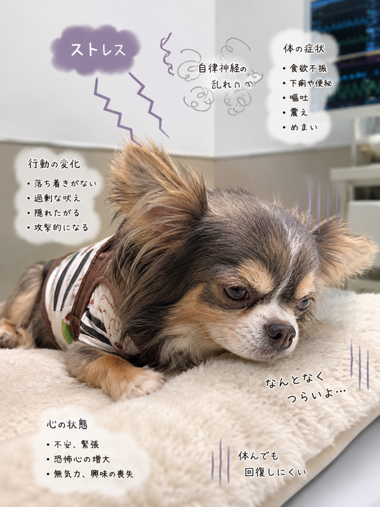 まりちゃん、その後。閉塞か！？腫瘍か！？と思ったら…まさかの自律神経？