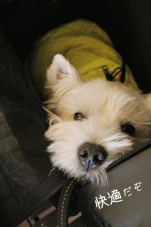 20-01-09-20-17-44-397_deco