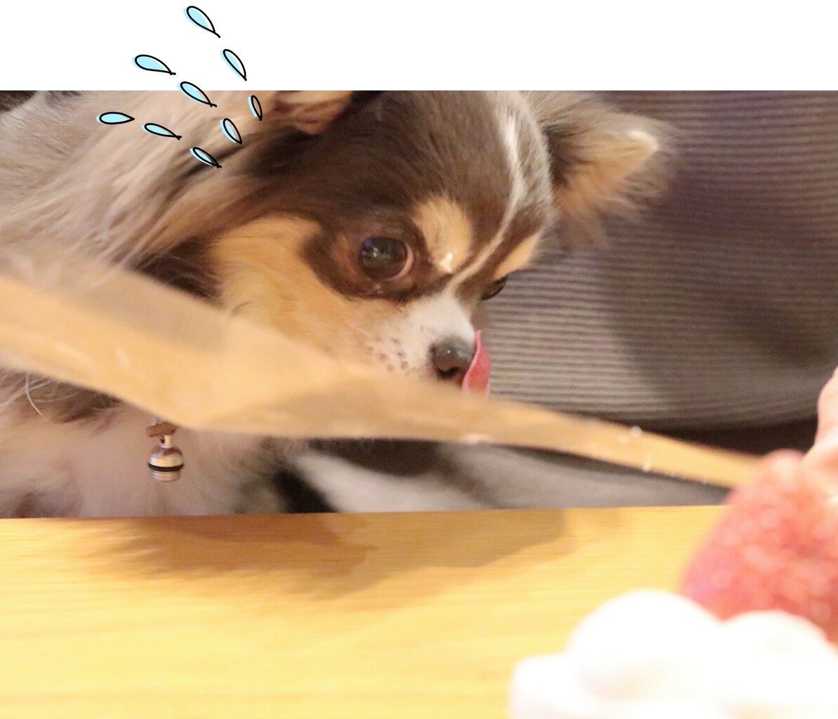 チワワ べろ ん たかシェフのおうちごはん と 白い犬 と チワワ Powered By ライブドアブログ