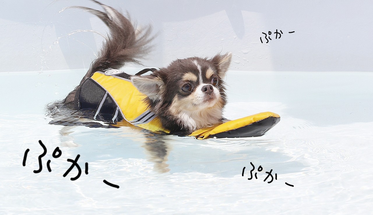 チワワ プールに挑戦 たかシェフのおうちごはん と 白い犬 と チワワ Powered By ライブドアブログ