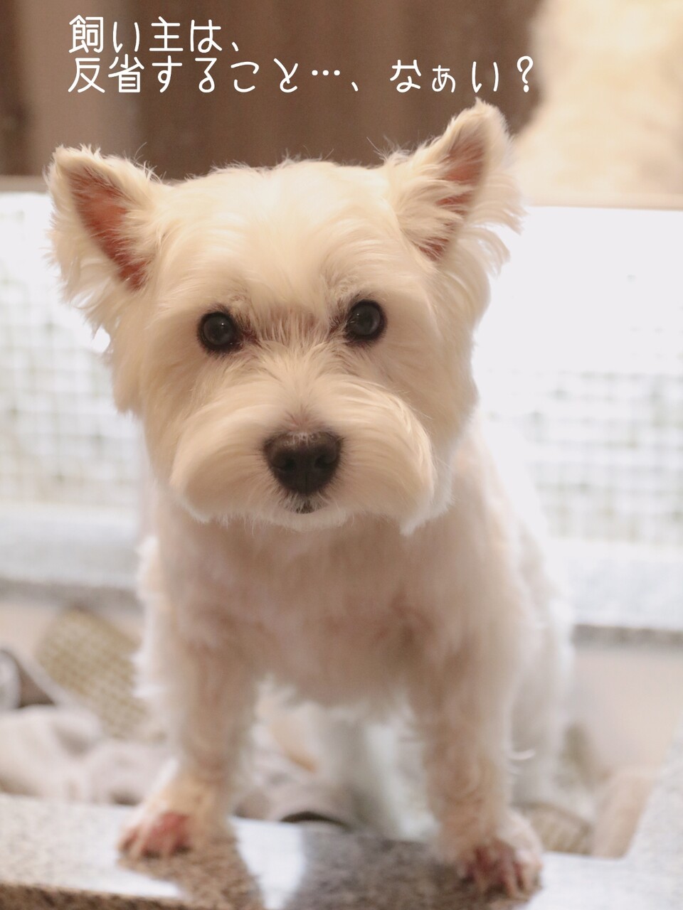 犬 白犬の主張 たかシェフのおうちごはん と 白い犬 と チワワ Powered By ライブドアブログ