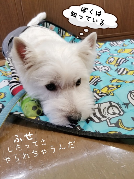 【ウエスティ】身に迫る危機を察してる白犬