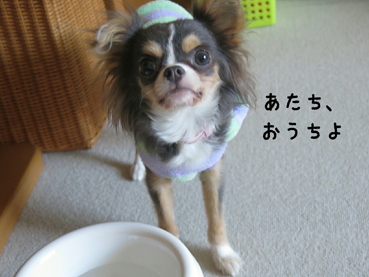 まりちゃん 帰宅 たかシェフのおうちごはん と 白い犬 と チワワ Powered By ライブドアブログ まりちゃん 帰宅 たかシェフのおうちごはん と 白い犬 と チワワ Powered By ライブドアブログ