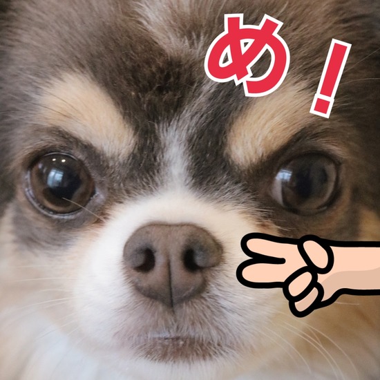 チワワ 目っ たかシェフのおうちごはん と 白い犬 と チワワ Powered By ライブドアブログ