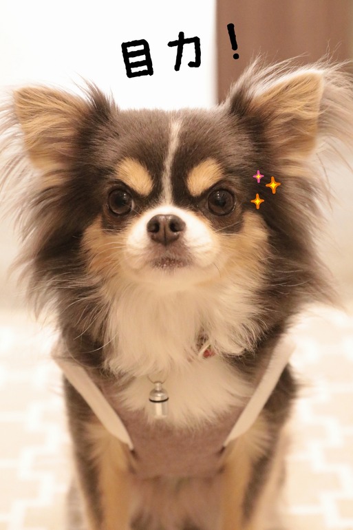 【チワワ＆ウエスティ】チワワと白犬と飼い主、誰が一番、楽しいのか？