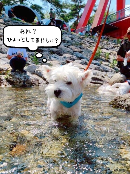 【夏の遊び方】川とかプールとかあそびるといいよね。