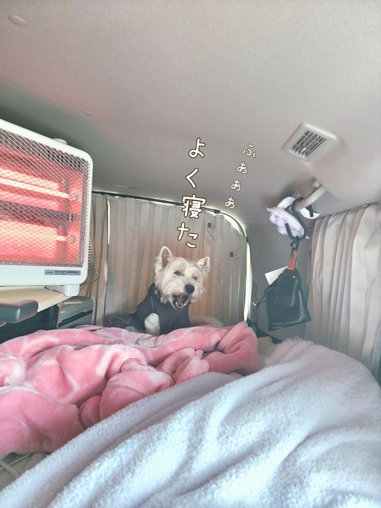 犬連れ車中泊で必要だったもの。実際に使ってよかったグッズまとめ