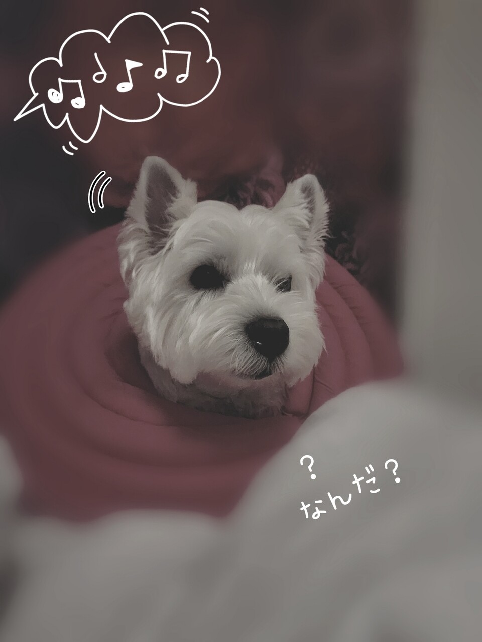 雷を怖がるの犬に の曲をきかせたのだが たかシェフのおうちごはん と 白い犬 と チワワ Powered By ライブドアブログ