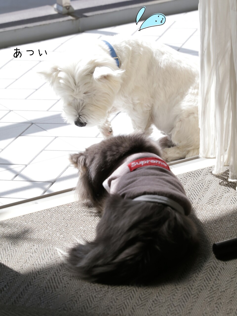 犬 ほのぼの たかシェフのおうちごはん と 白い犬 と チワワ Powered By ライブドアブログ