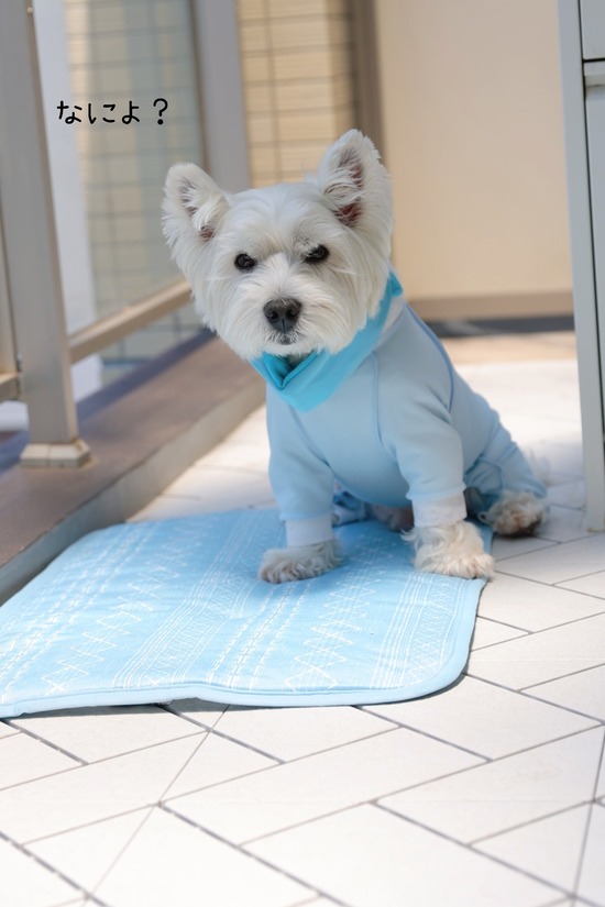 22-07-01-07-44-44-976_deco