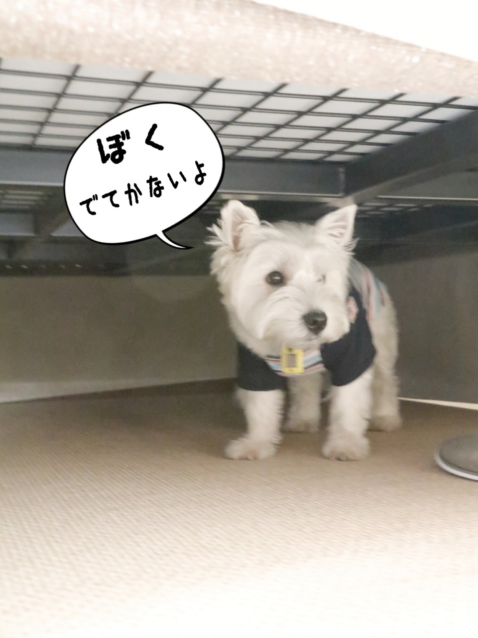ウエスティ 基地 たかシェフのおうちごはん と 白い犬 と チワワ Powered By ライブドアブログ ウエスティ 基地 たかシェフのおうちごはん と 白い犬 と チワワ Powered By ライブドアブログ