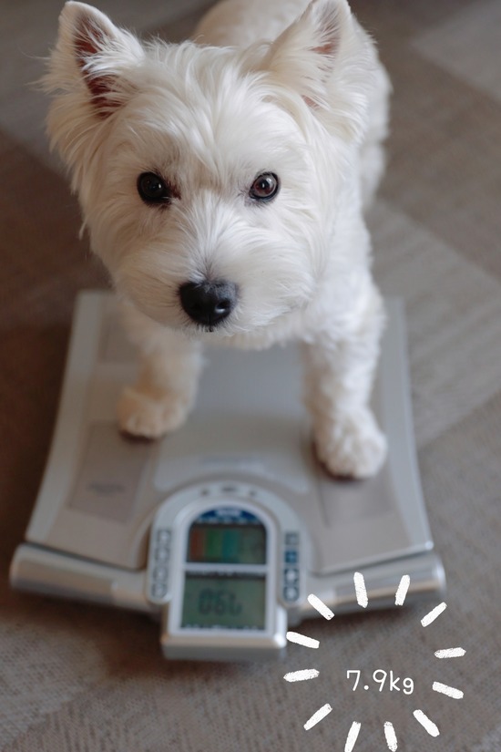 ダイエット、成功ですか？