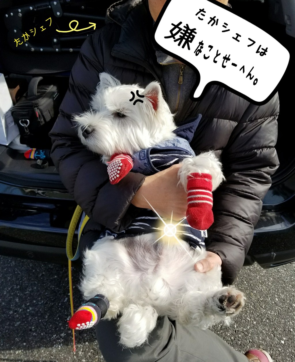 犬 ゆきちに嫌われてる飼い主の心のよりどころ たかシェフのおうちごはん と 白い犬 と チワワ Powered By ライブドアブログ