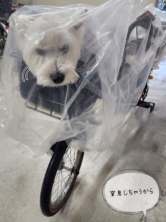 25-12-27-11-20-01-277_deco