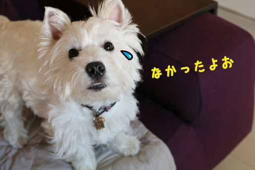 ここほれワンワン