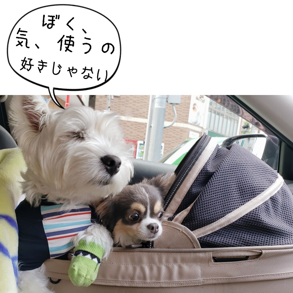 チワワ ウエスティ チワワの車酔いにいいかと たかシェフのおうちごはん と 白い犬 と チワワ Powered By ライブドアブログ チワワ ウエスティ チワワの車酔いにいいかと たかシェフのおうちごはん と 白い犬 と チワワ Powered By ライブドアブログ