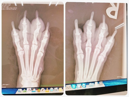 【皮膚】レントゲンと、正しい肉球