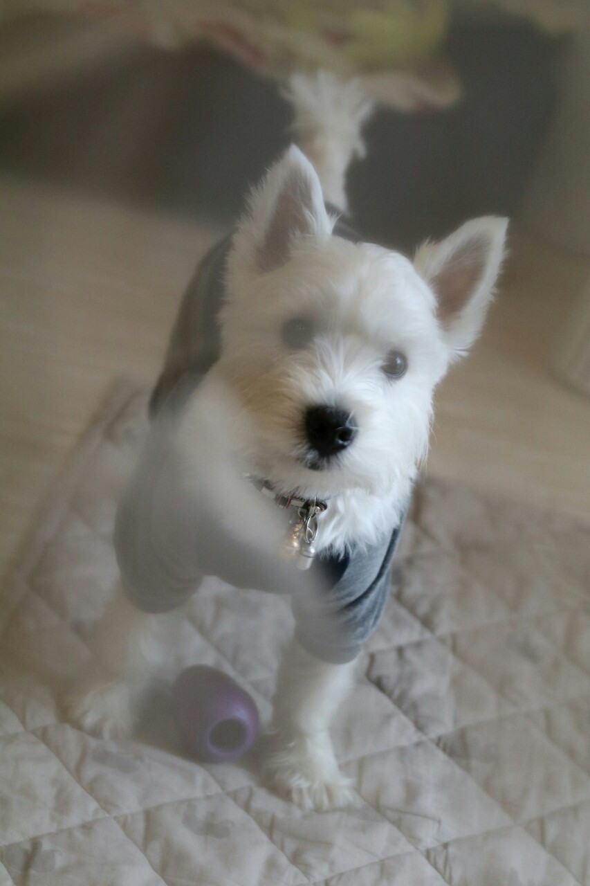 犬 カーテンが たかシェフのおうちごはん と 白い犬 と チワワ Powered By ライブドアブログ 犬 カーテンが たかシェフのおうちごはん と 白い犬 と チワワ Powered By ライブドアブログ