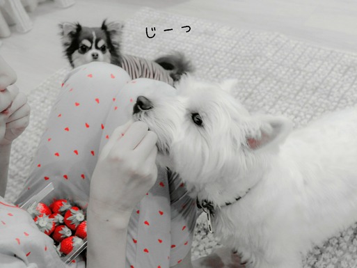 【チワワ＆ウエスティ＆飼い主】夜のひととき