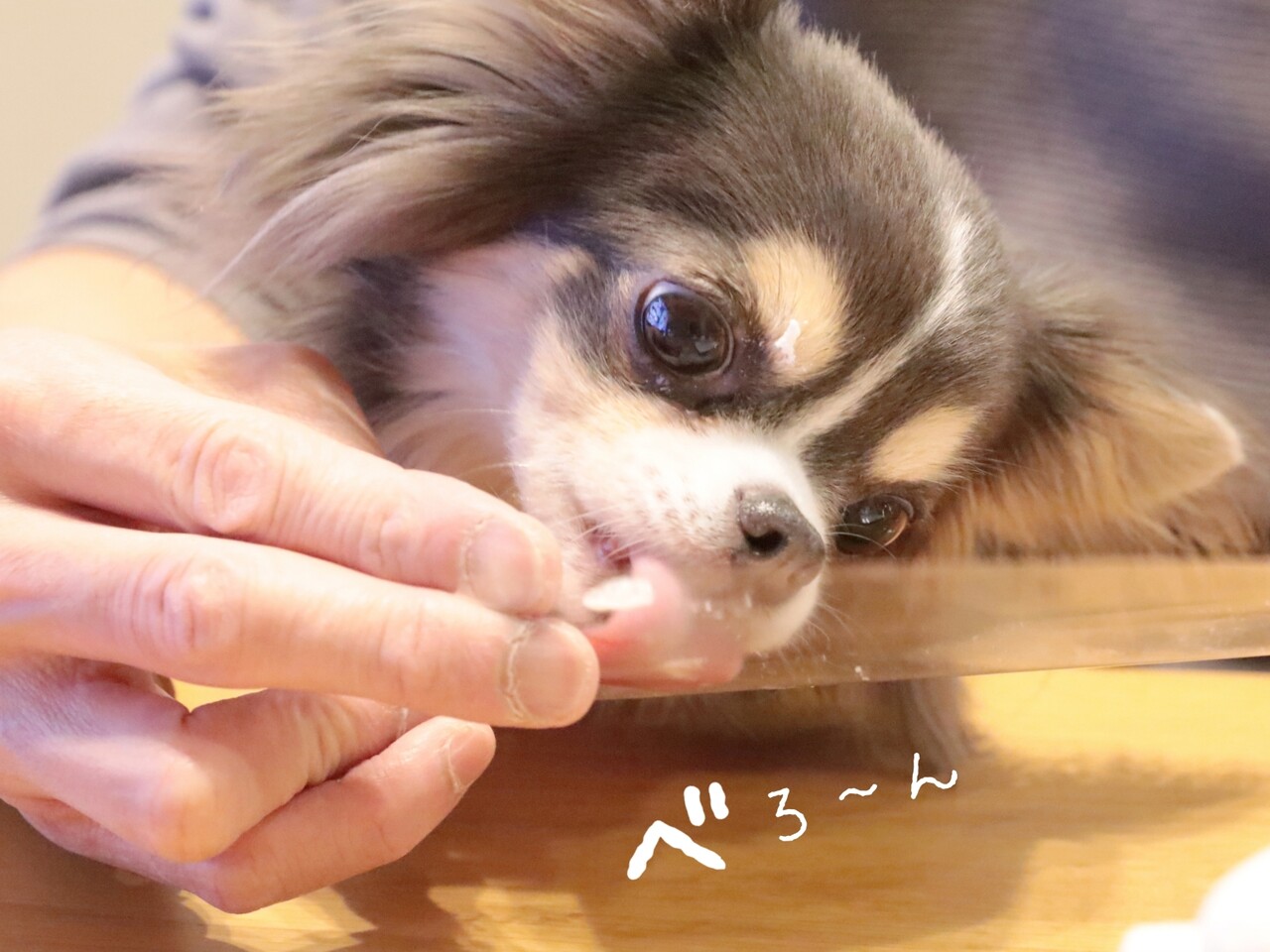 チワワ べろ ん たかシェフのおうちごはん と 白い犬 と チワワ Powered By ライブドアブログ
