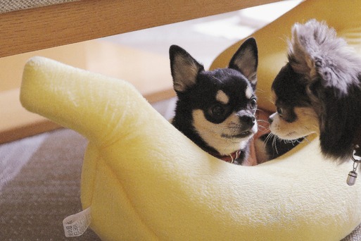 【チワワ】そんなバナナ！！(◎o◎)/