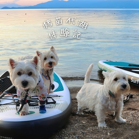 【体験記まとめ】舟津浜湖水浴場ってこんな場所！！犬連れでSUP＆キャンプ