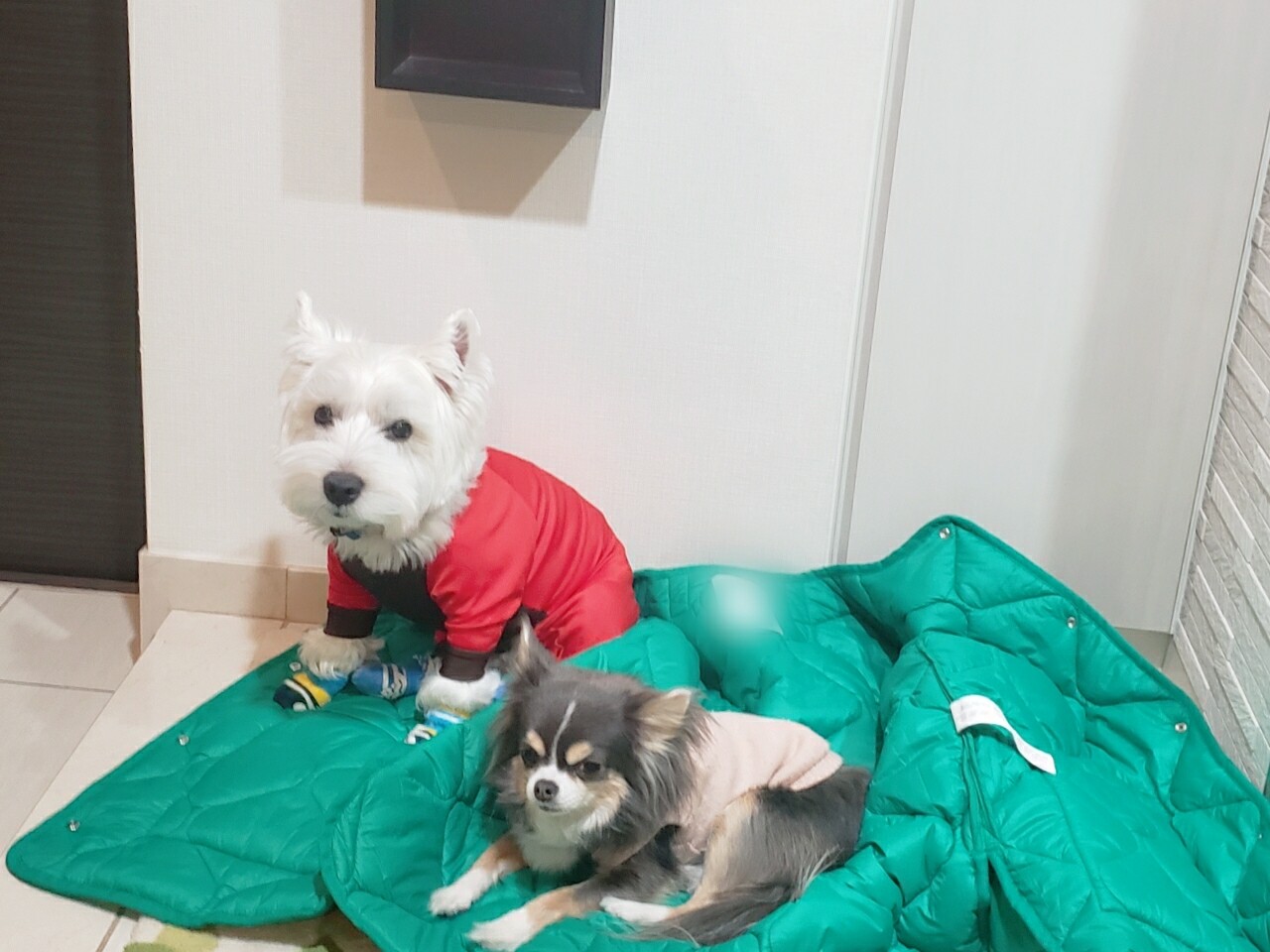 期待な犬 たかシェフのおうちごはん と 白い犬 と チワワ Powered By ライブドアブログ