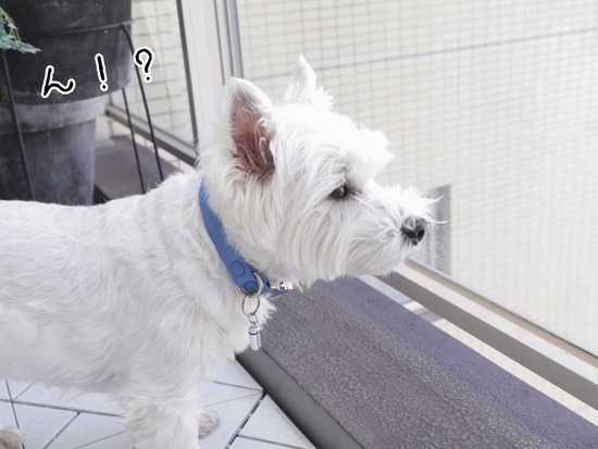 21-05-04-10-37-41-122_deco