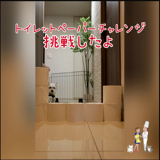 【犬】トイレットペーパーチャレンジ