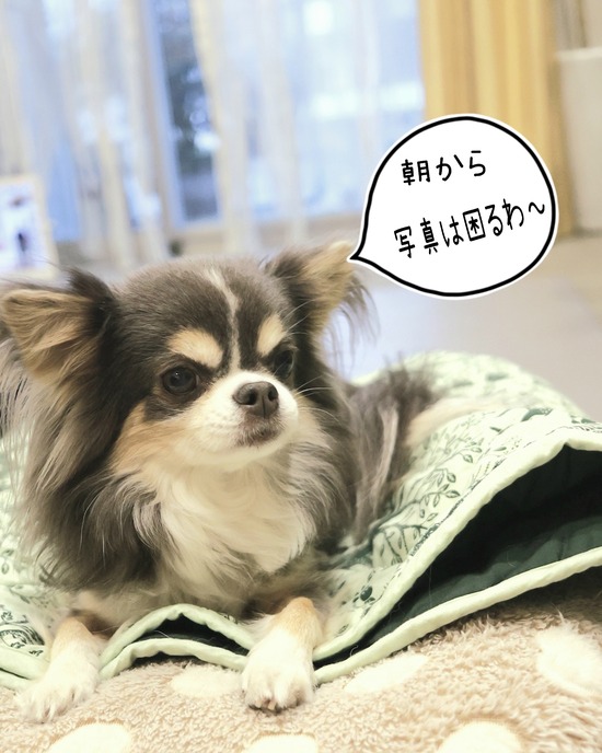 スコチー　まりちゃん、その後