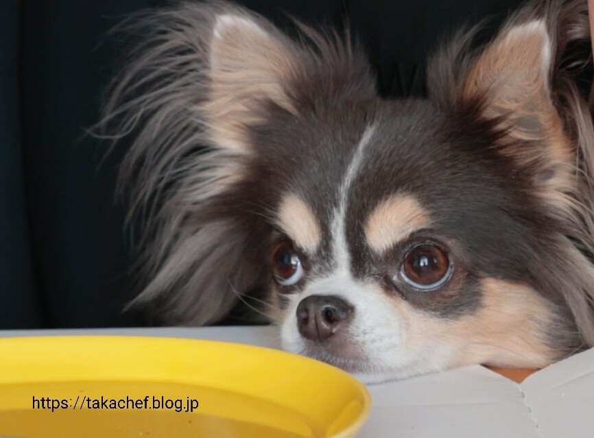お散歩でみつけた焼き魚屋さん お心遣いは嬉しいのだが 笑 たかシェフのおうちごはん と 白い犬 と チワワ Powered By ライブドアブログ