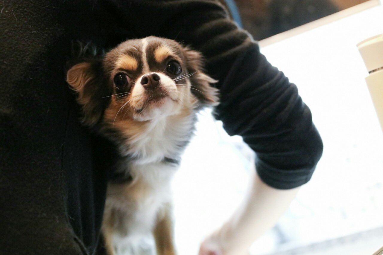 犬 まりちゃん お風呂に入る お風呂の便利グッズ たかシェフのおうちごはん と 白い犬 と チワワ Powered By ライブドアブログ 犬 まりちゃん お風呂に入る お風呂の便利グッズ たかシェフのおうちごはん と 白い犬 と チワワ Powered By ライブドアブログ