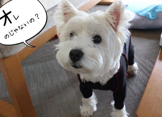犬ごはん、検討中
