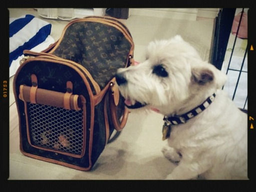 【ウエスティ】リュック物語①。　～柴犬タロウ君もはこばれちゃうんだ(笑)～