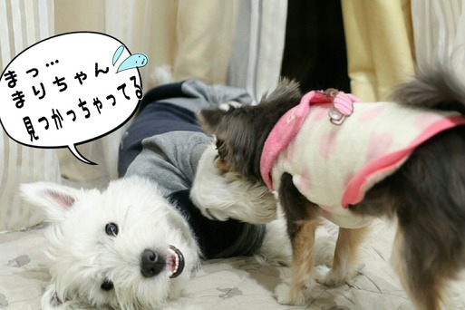【犬】有り余ってる犬たちの戦い夜編